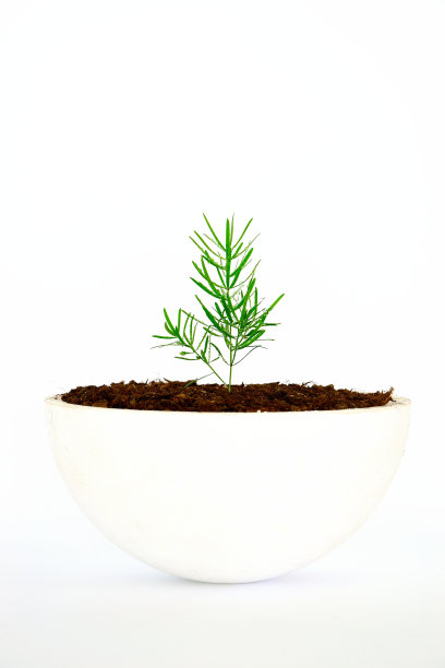 单一的植物图片下载