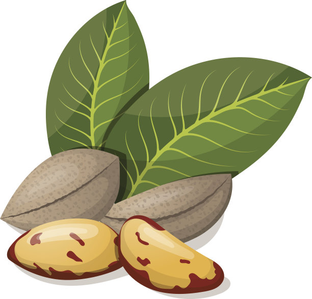 叶子孤立在白色上的巴西坚果。矢量插图。素材图片