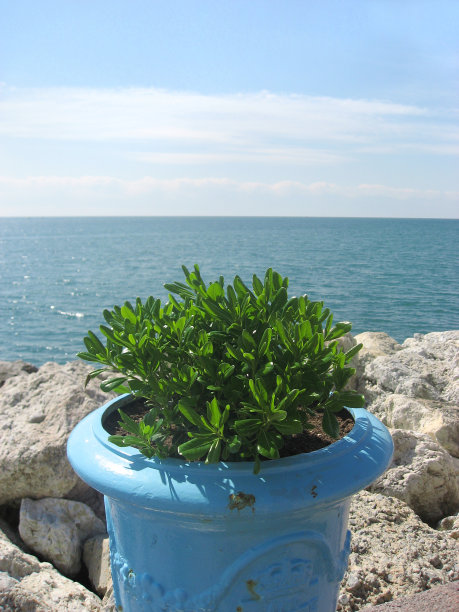 海边的植物图片下载