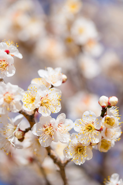 日本白梅，昭和公园，日本东京图片下载