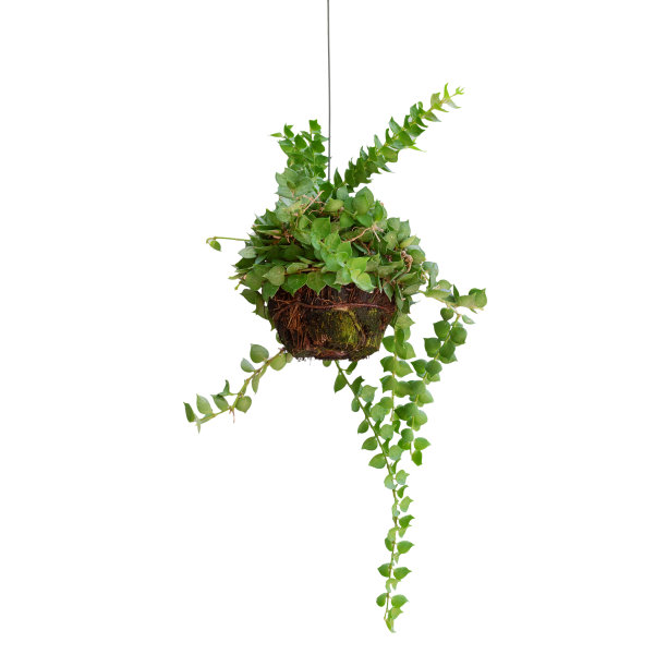 白色背景下植物的特写镜头图片下载