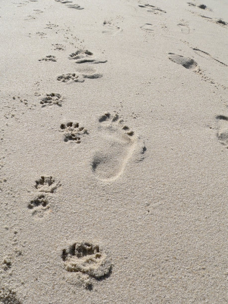 在沙滩上遛狗图片下载