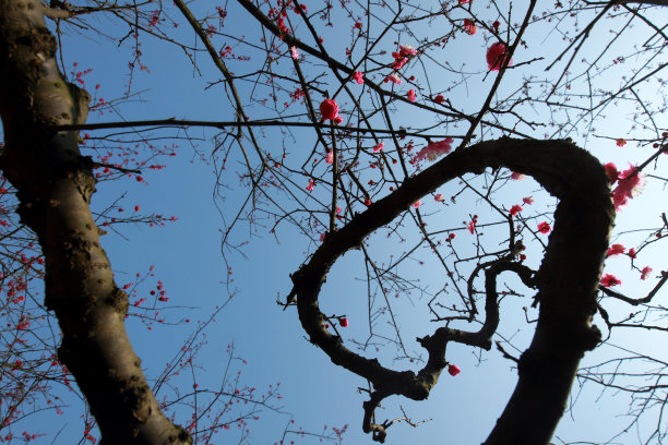 温文尔雅的图片下载