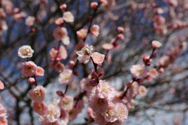 红色的梅花图片下载