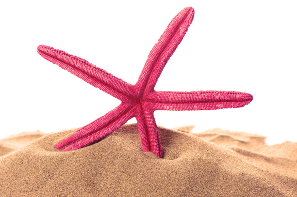 海星和沙子图片下载