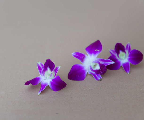 紫色的兰花图片下载