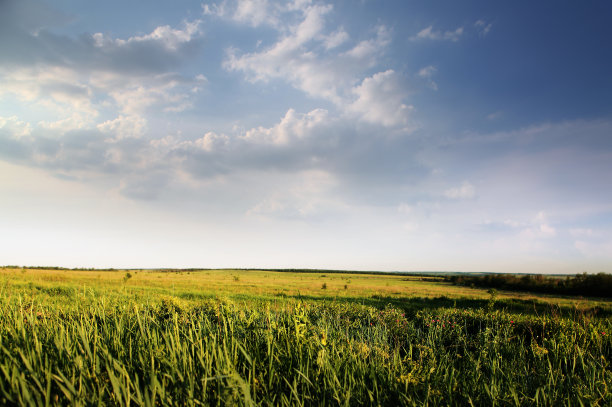 夏日绿油油的草地图片下载