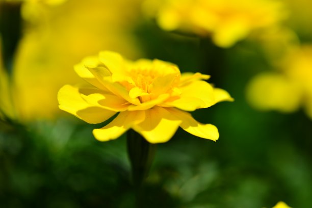 金盏花图片下载