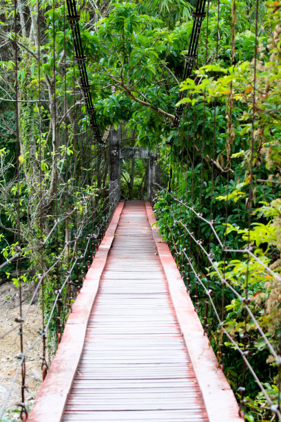 桥的四周是红树林图片下载