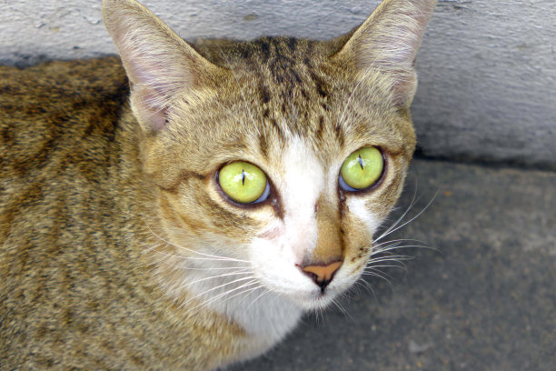 泰国的猫图片下载