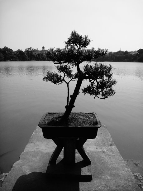 盆景树图片下载