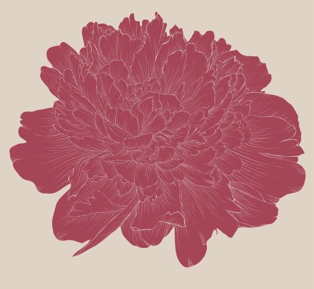 美丽的牡丹花在复古的颜色孤立的背景。图片下载