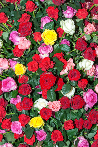 鲜艳的玫瑰图片下载