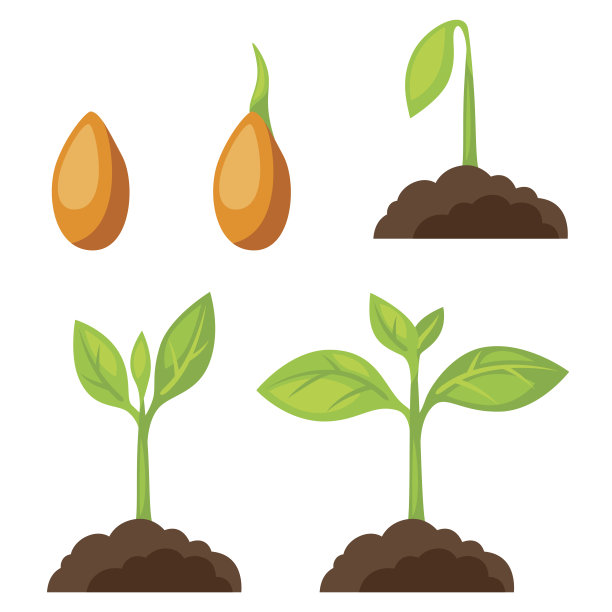 插图与阶段植物生长。图像的横幅图片下载