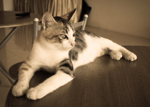 泰国可爱的猫图片下载