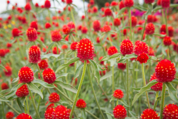 球苋菜花在花园里图片下载