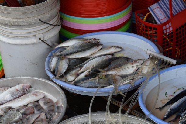 白色的鱼图片下载