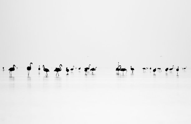 黑色的火烈鸟图片下载