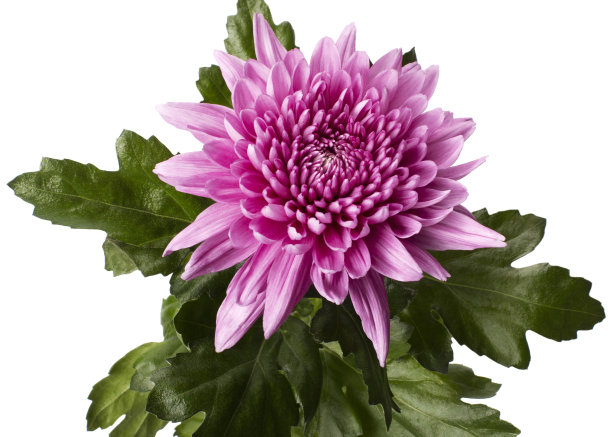 单瓣粉红色菊花，白色背景图片下载