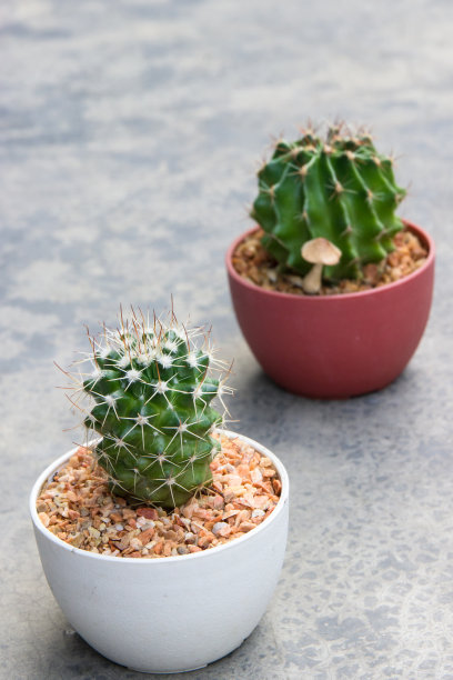 仙人掌在锅图片下载