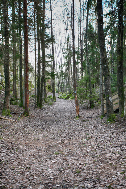 树林里的小路图片下载