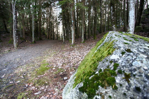 森林之路图片下载