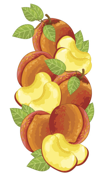 桃孤立，矢量，组成。图片下载