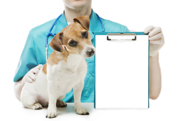 兽医诊所横幅图片下载