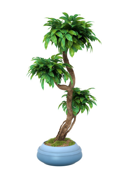 布什的植物图片下载