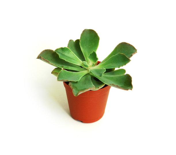 盆栽小植物图片下载