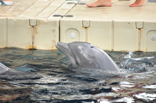 冒险与海豚图片下载