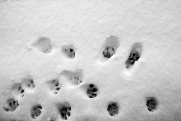 雪地上有猫爪印图片下载