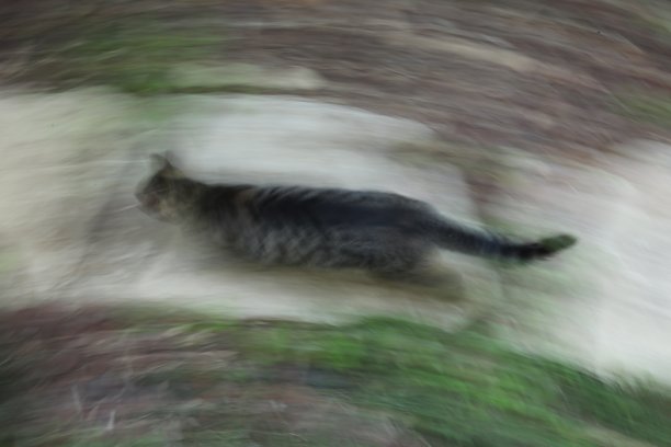 猫在跑图片下载