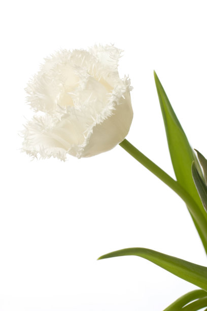 美丽的郁金香图片下载