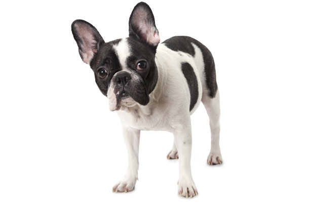 白色和黑色的法国斗牛犬图片下载