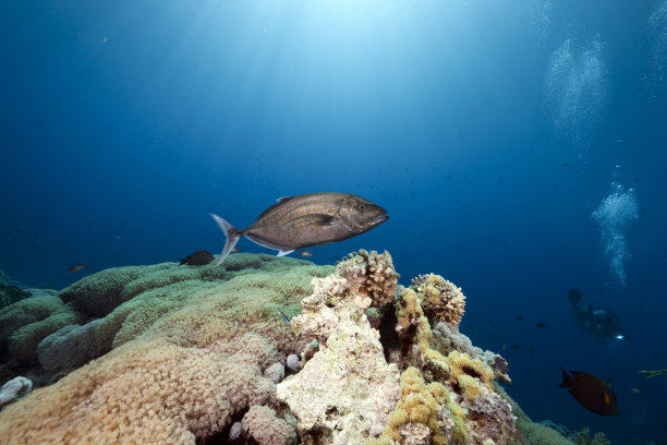 潜水员、海洋和鱼图片下载