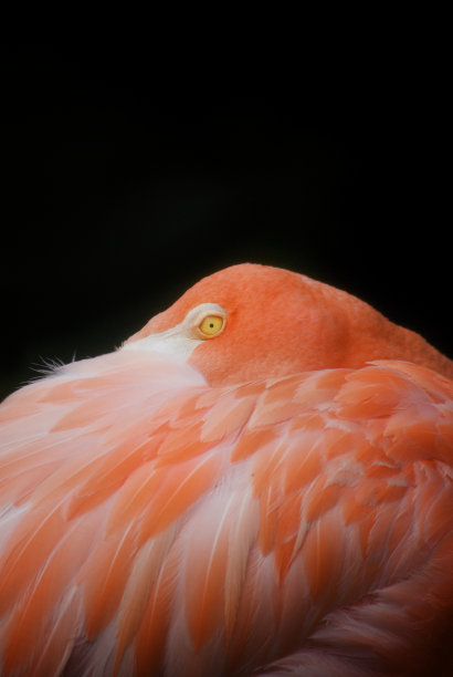 火烈鸟图片下载