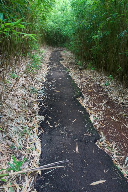 竹林图片下载