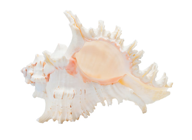 海洋海贝壳图片下载