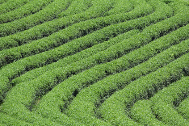 茶树种植行图片下载