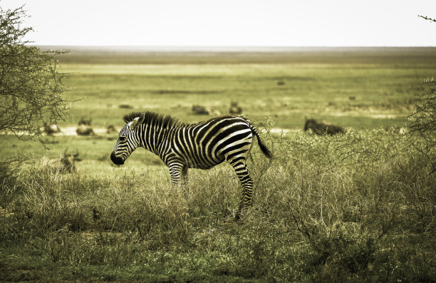 塞伦盖蒂的年轻斑马图片下载