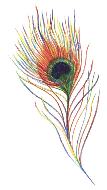 彩虹彩色孔雀鸟羽矢量单一孤立图片下载