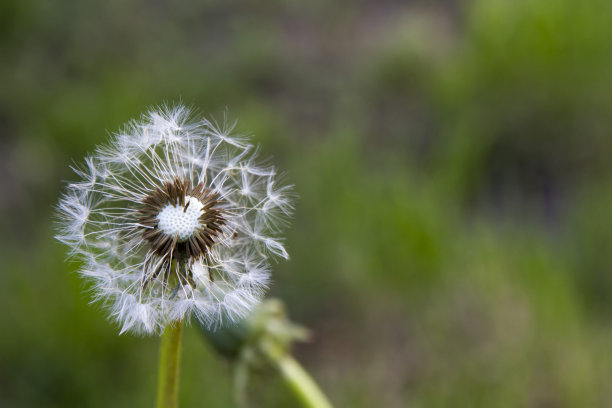 蒲公英图片下载