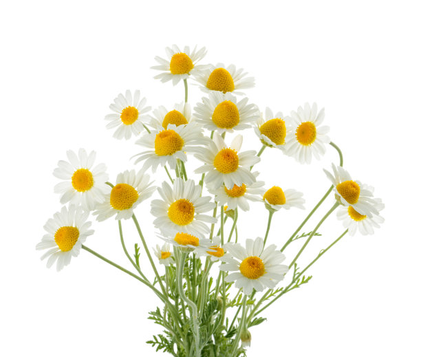 孤立在白色背景上的洋甘菊。断路图片下载