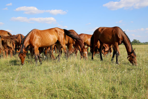 夏日里，一群吉马正在吃新鲜的绿草图片下载