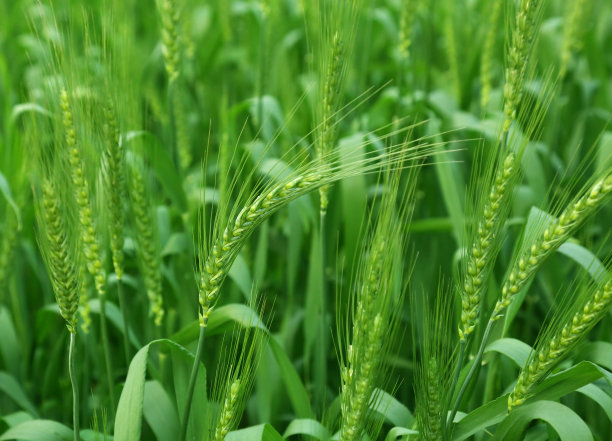 绿色的麦田图片下载