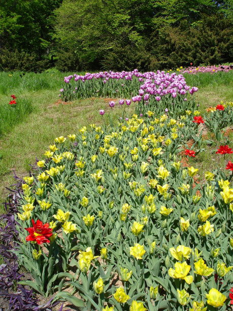 郁金香图片下载