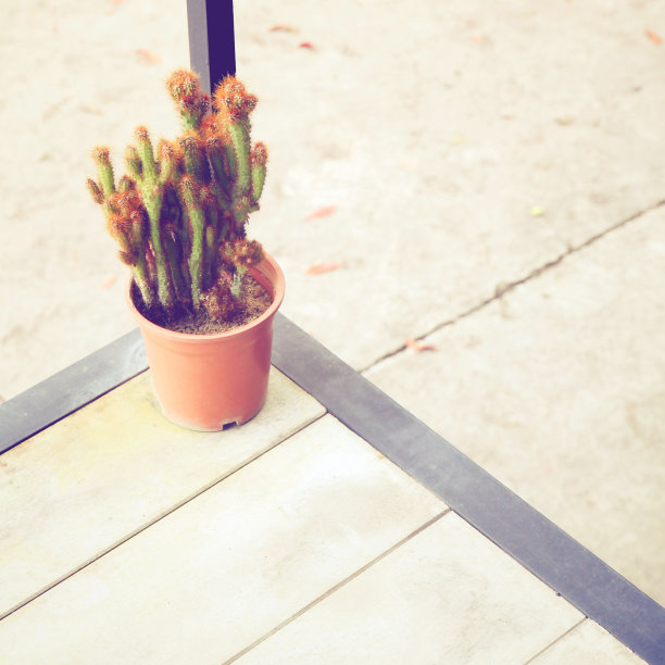 花盆内的小仙人掌，具有复古过滤效果图片下载