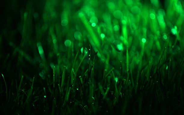 带露珠的草图片下载