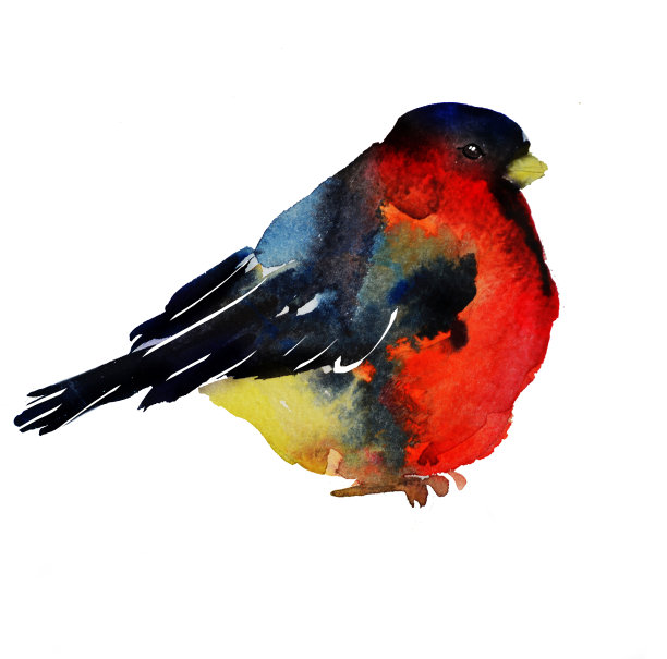 红腹灰雀水彩画冬季插图图片下载